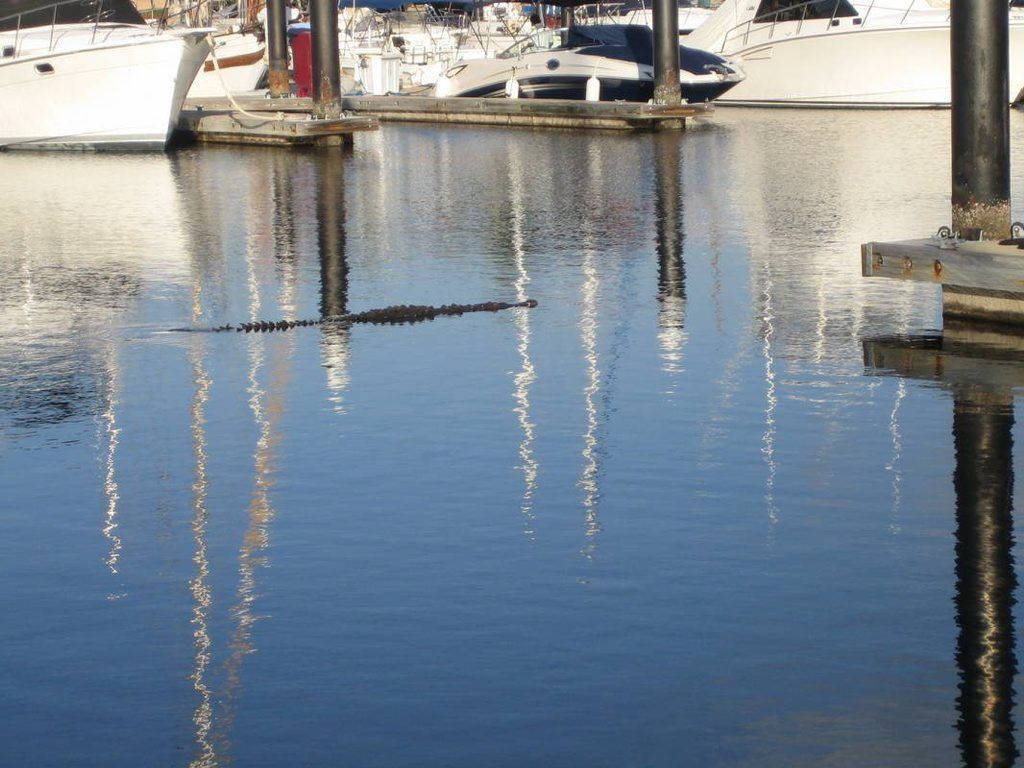 This photo of a crocodile was sent to the Hervey Bay Independent with a claim that it was taken at Urangan Marina but it was taken at Ixtapa Marina in Mexico by sailor Pat Horton. This photo of a crocodile was sent to the Hervey Bay Independent with a claim that it was taken at Urangan Marina but it was taken at Ixtapa Marina in Mexico by sailor Pat Horton.